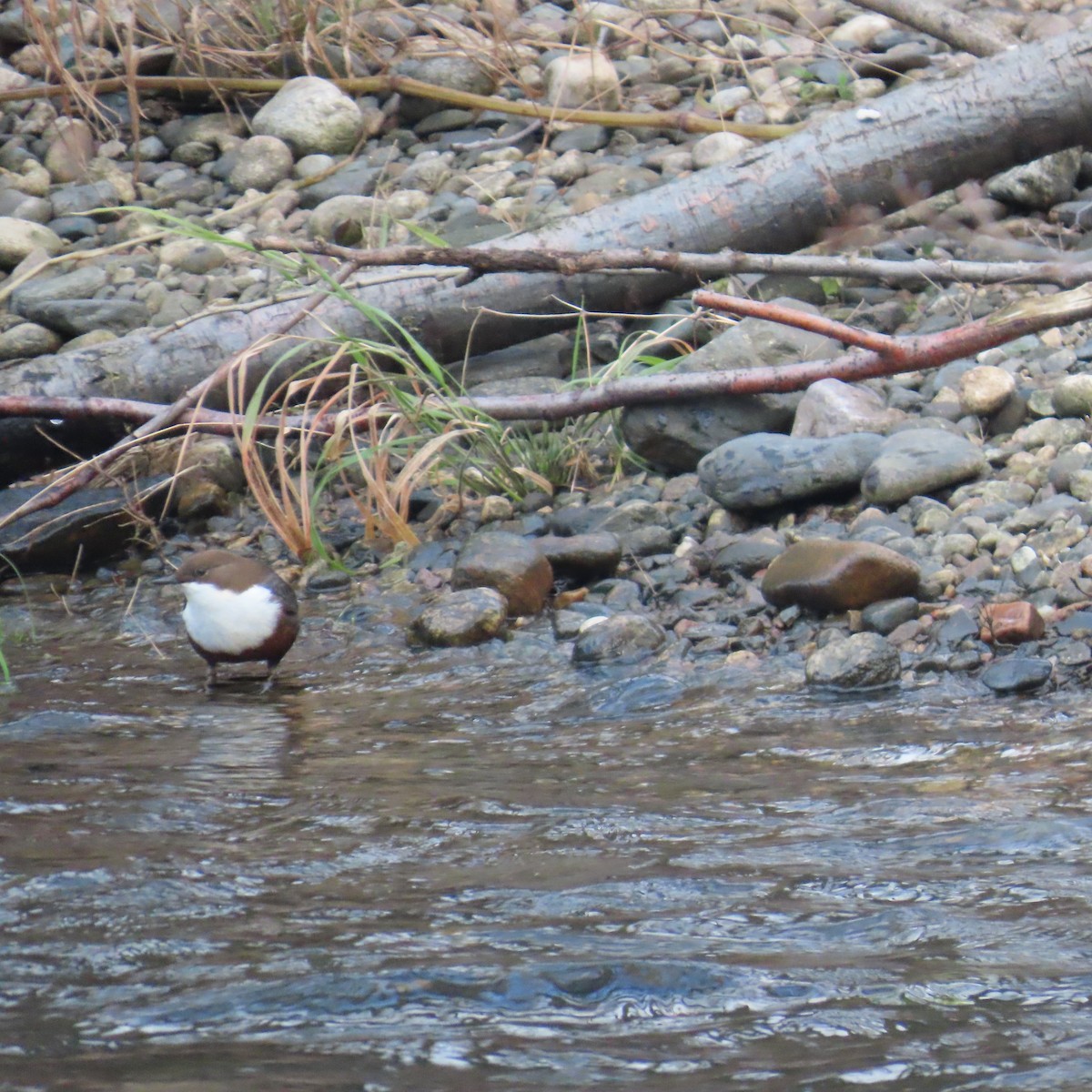 skorec vodní - ML647782601