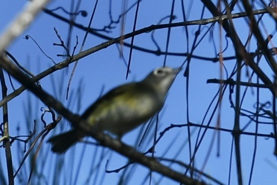 zelenáček brýlový - ML647782684