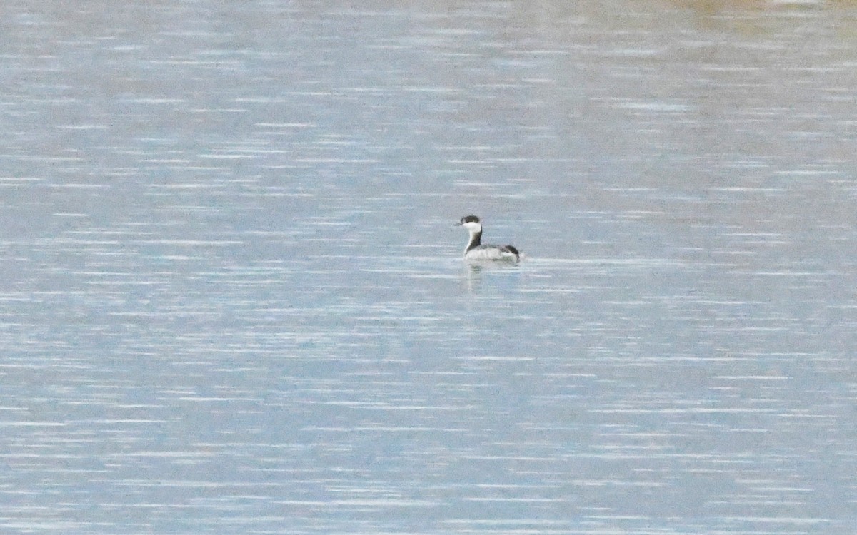 Красношейная поганка - ML647782685