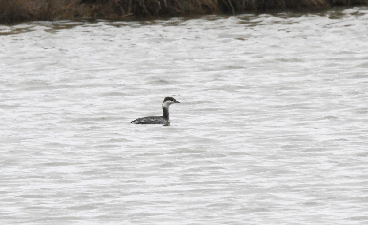 Красношейная поганка - ML647782686