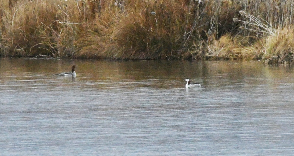 Красношейная поганка - ML647782687