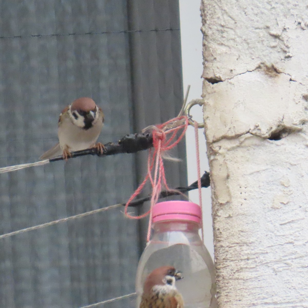 Gorrión Molinero - ML647782694