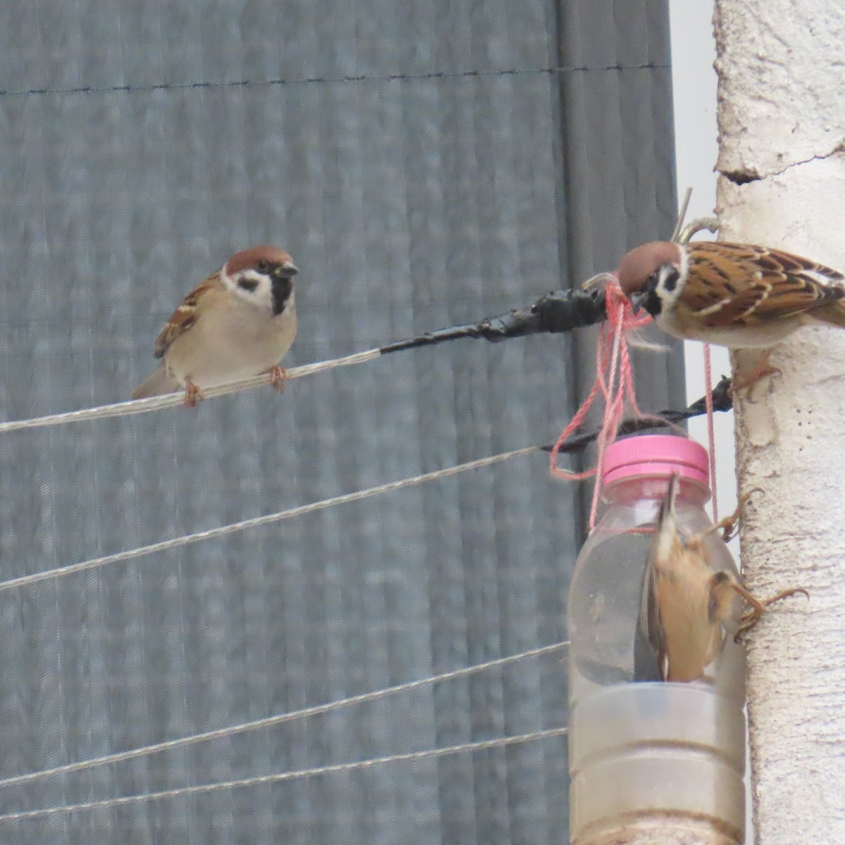 Gorrión Molinero - ML647782695