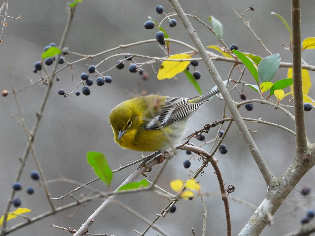 Pine Warbler - ML647782701