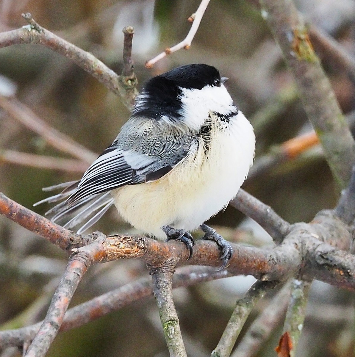 Гаїчка світлокрила - ML647782773