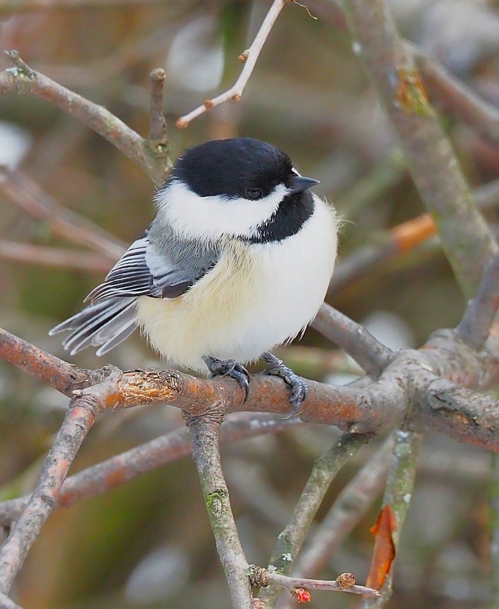Гаїчка світлокрила - ML647782774