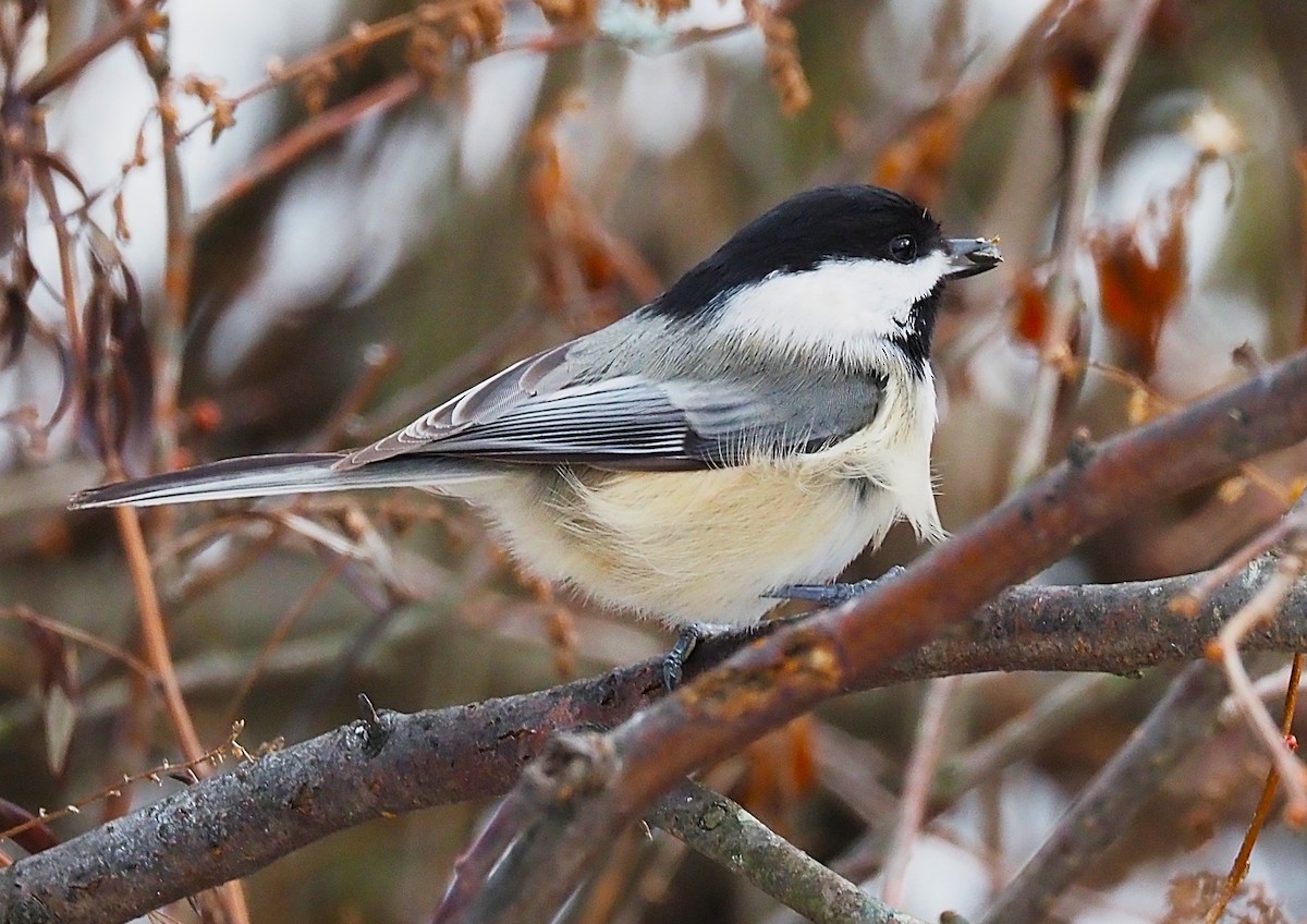 Гаїчка світлокрила - ML647782775