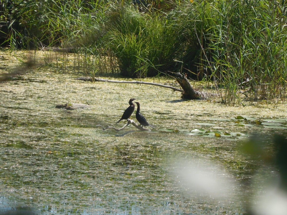 Баклан малий - ML647782782