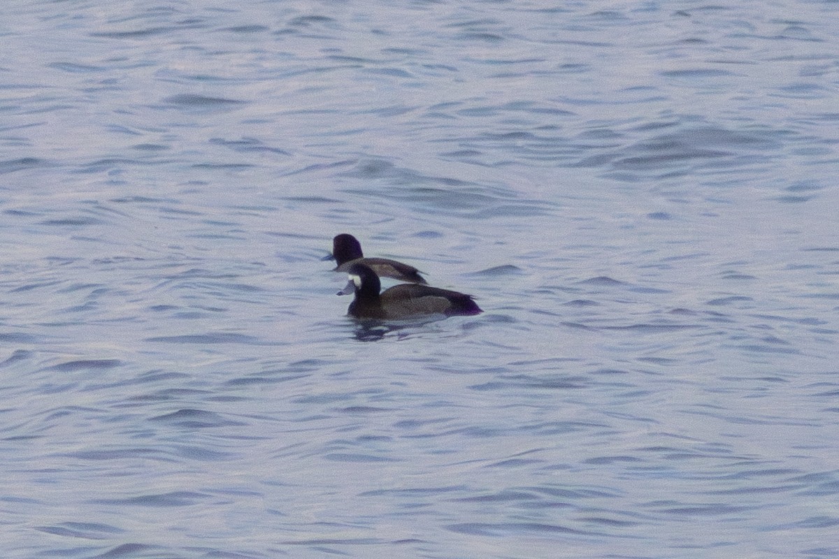 Морская чернеть - ML647782788