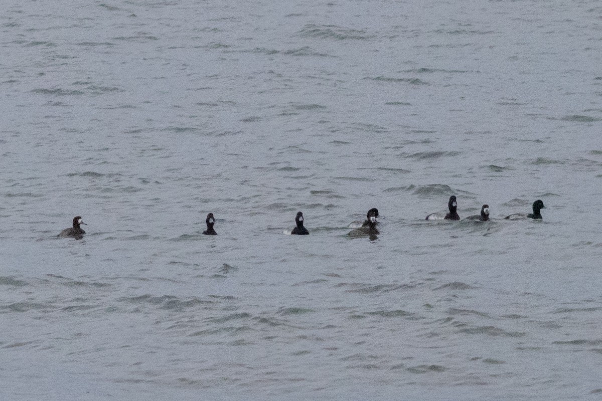 Морская чернеть - ML647782790