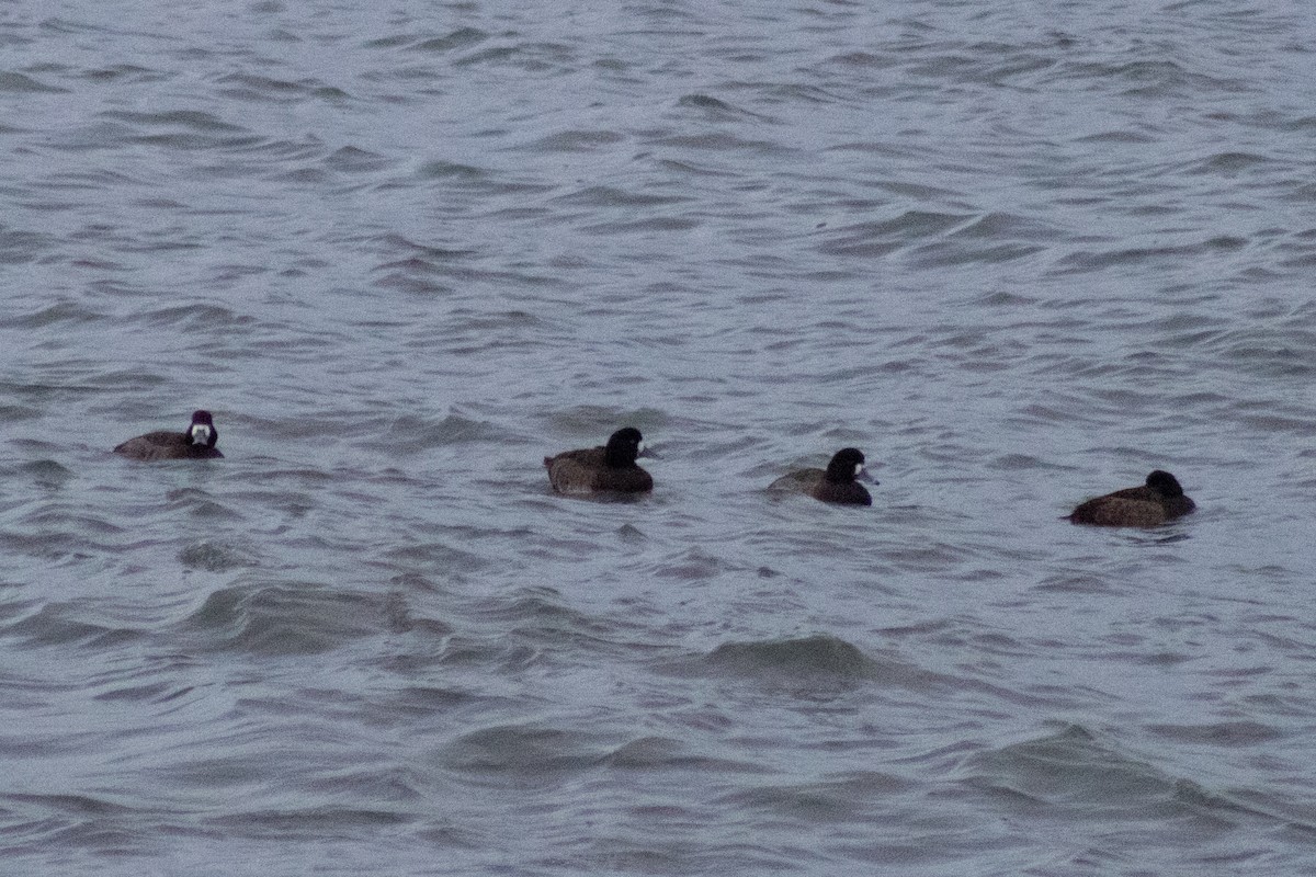 Морская чернеть - ML647782791