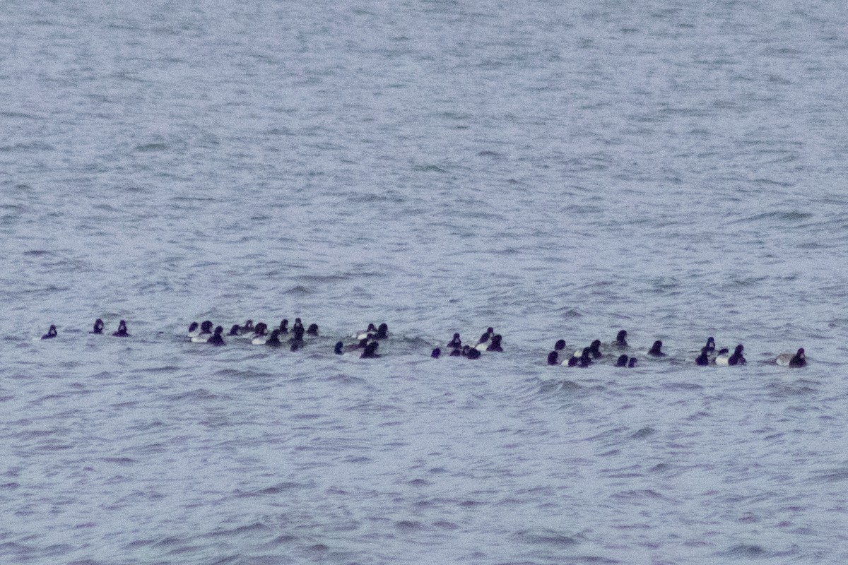 Морская чернеть - ML647782792