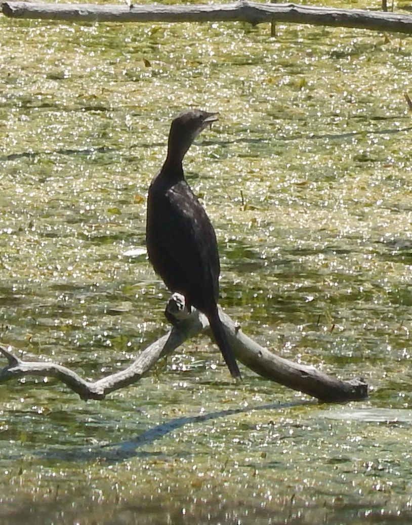 Баклан малий - ML647782808