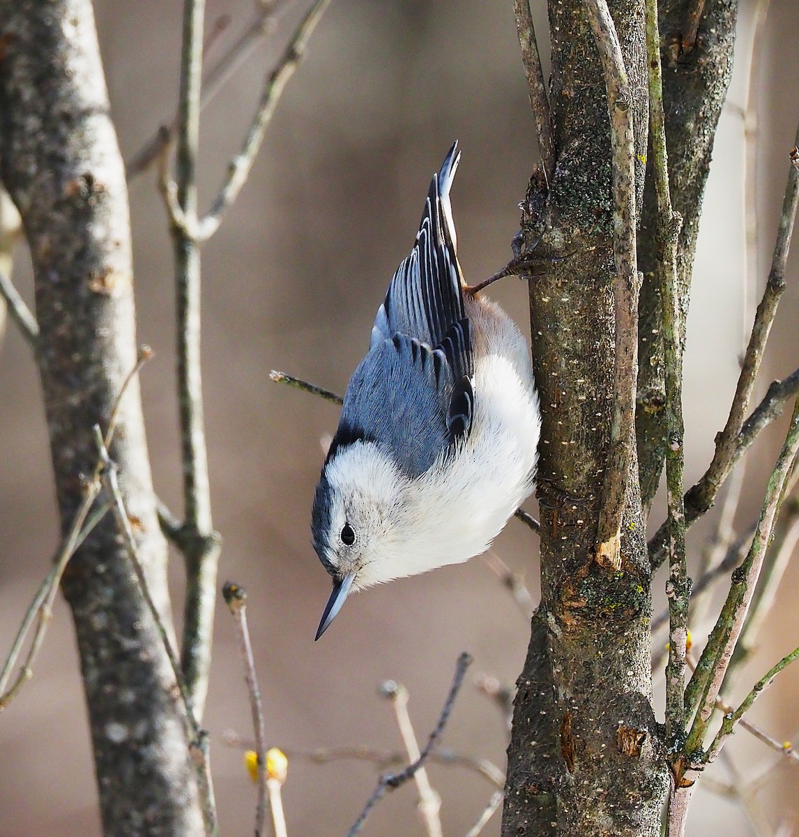 White-breasted Nuthatch - ML647782827
