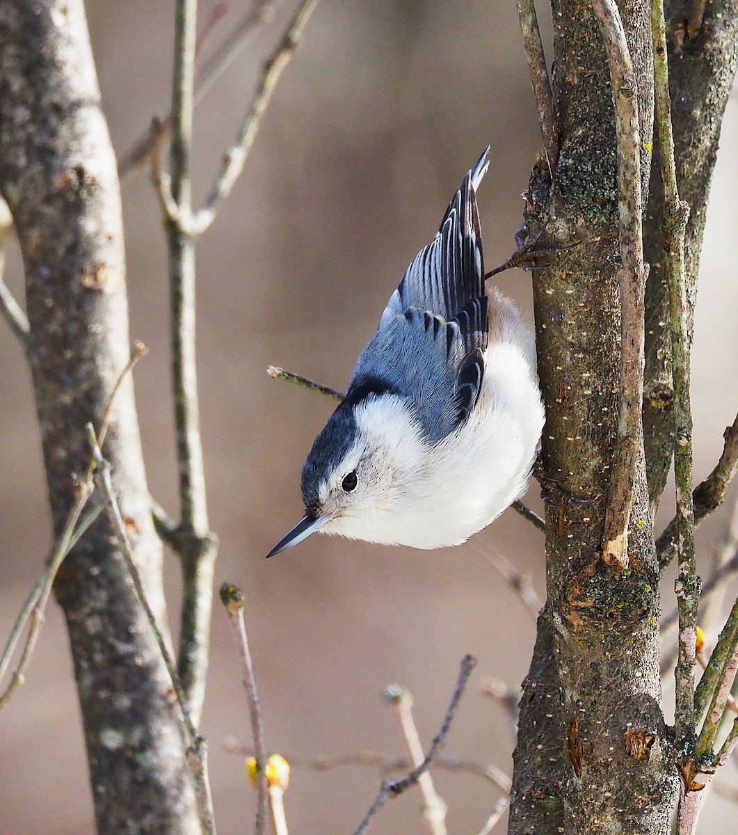 White-breasted Nuthatch - ML647782828