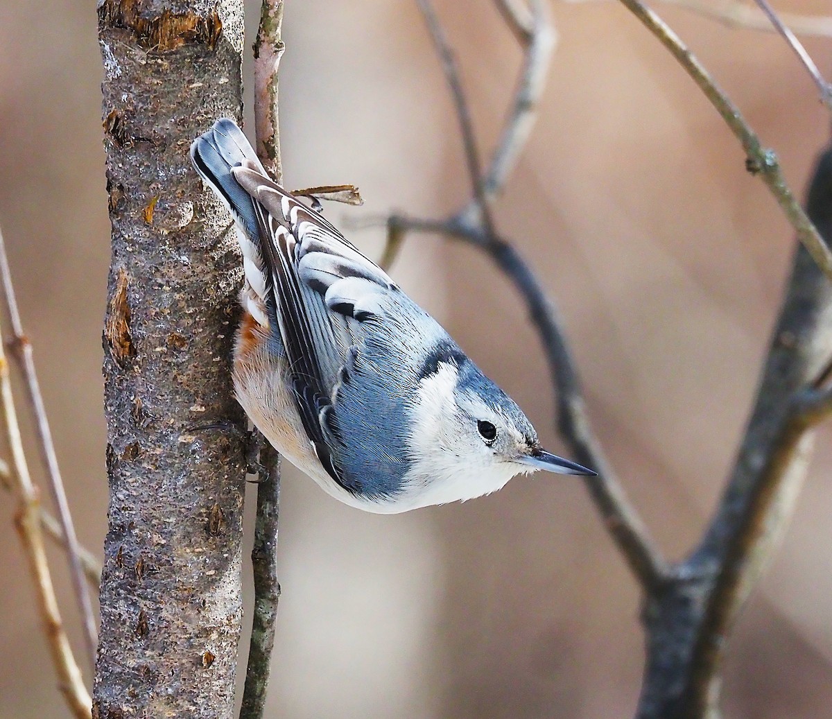 White-breasted Nuthatch - ML647782829