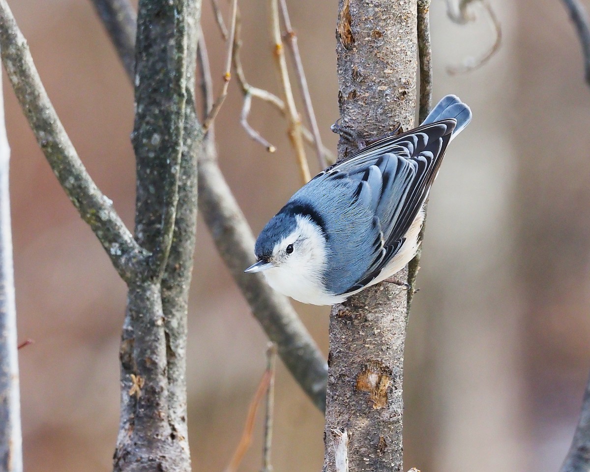 White-breasted Nuthatch - ML647782830