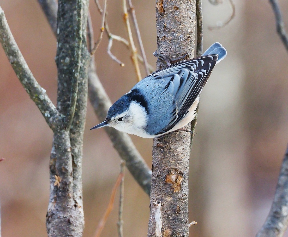 White-breasted Nuthatch - ML647782831