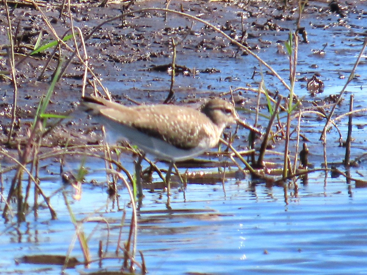 Solitary Sandpiper - ML647782836