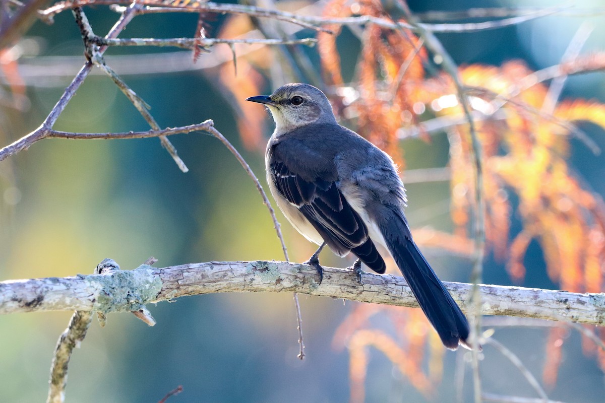 Многоголосый пересмешник - ML647782844