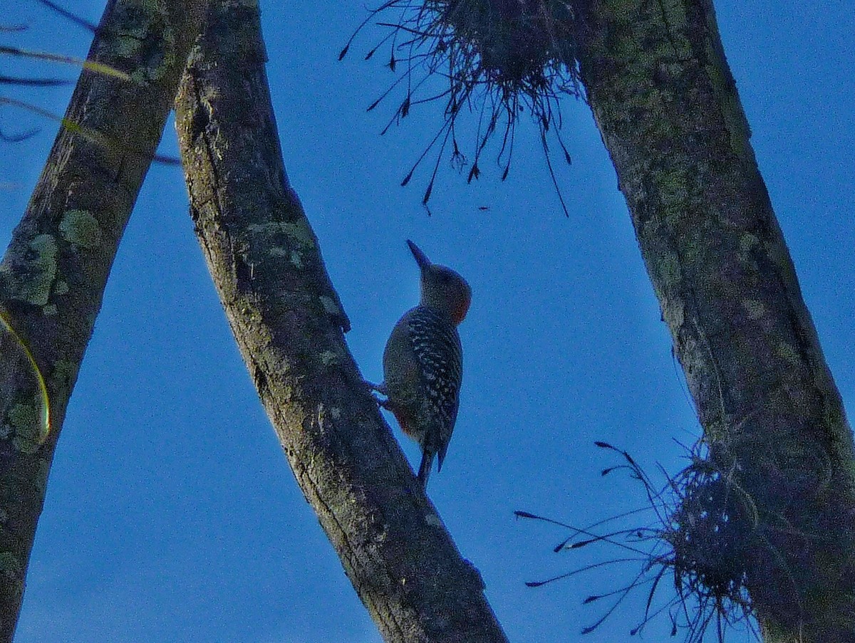 Красношапочный дятел - ML647782845