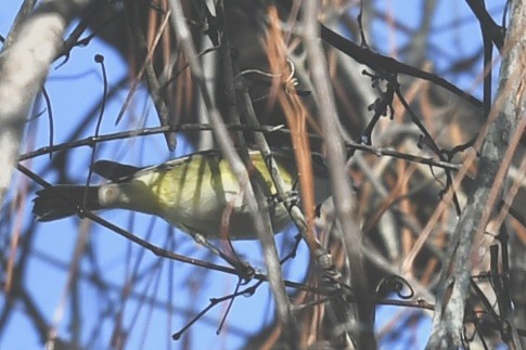 zelenáček brýlový - ML647782847