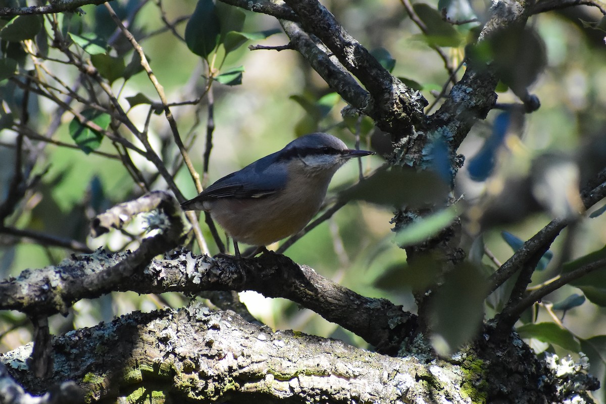 Обыкновенный поползень - ML647782866