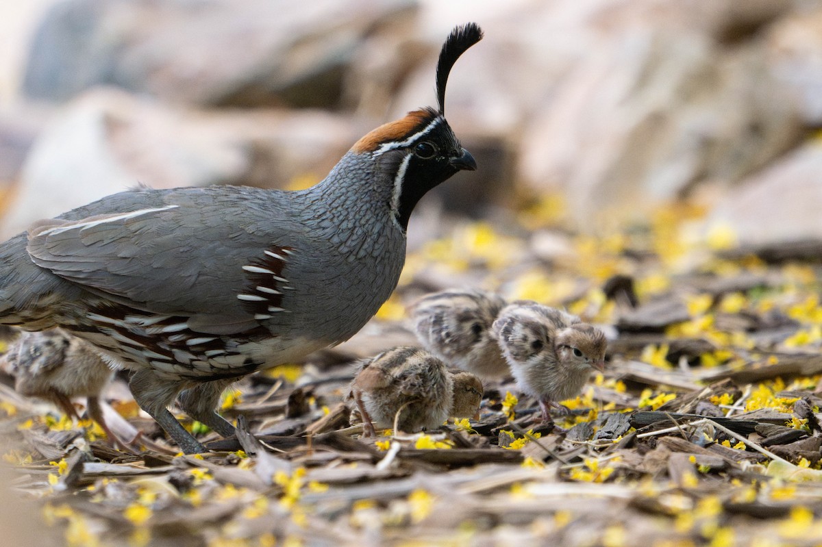 Шлемоносный перепел - ML647782867