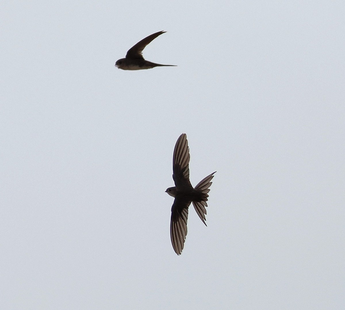 Вилохвостый стрижик - ML647782869