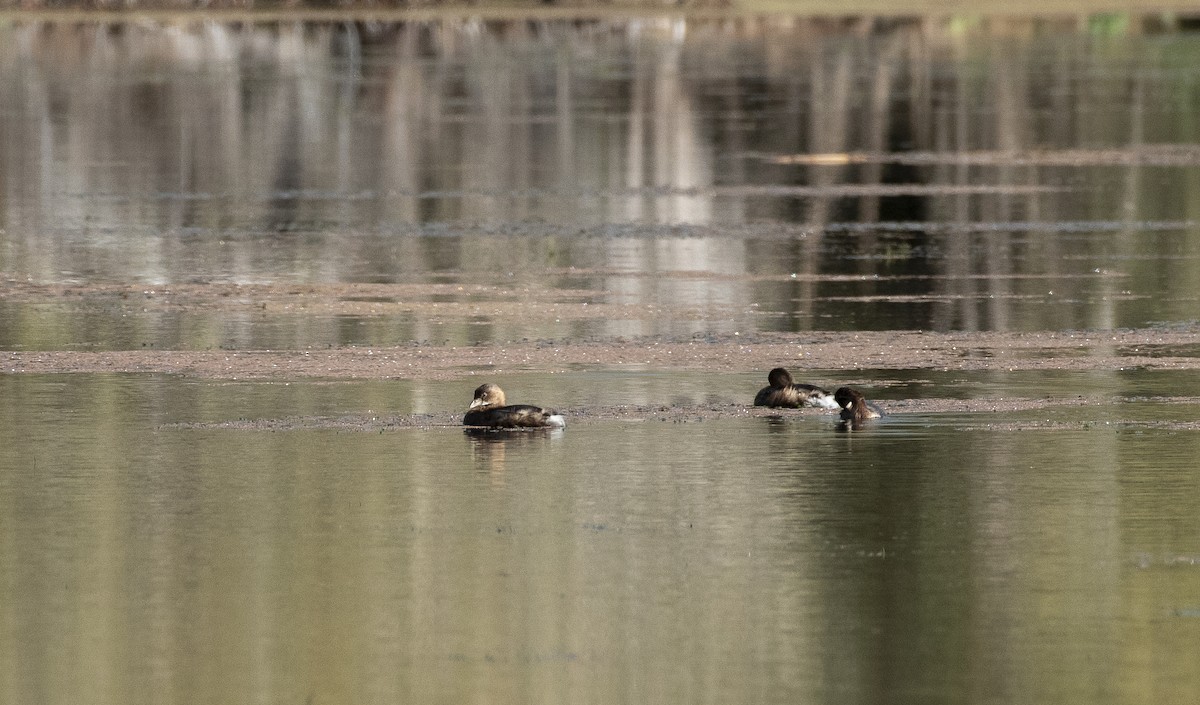 Пестроклювая поганка - ML647782870