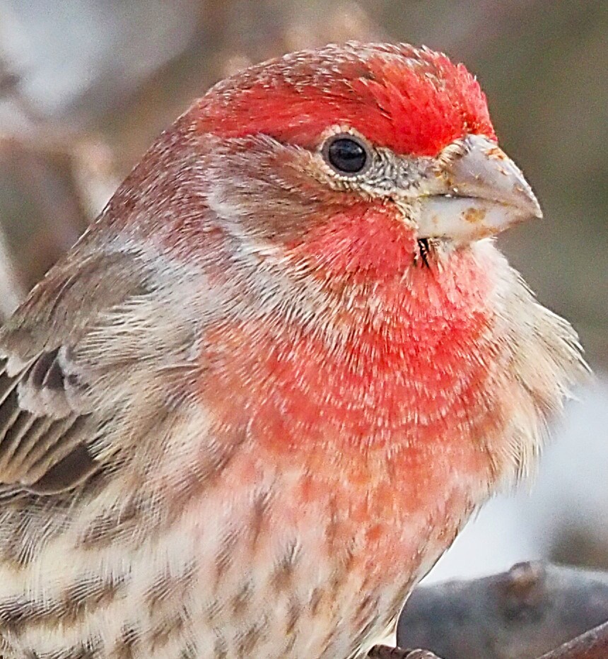 Мексиканская чечевица - ML647782871