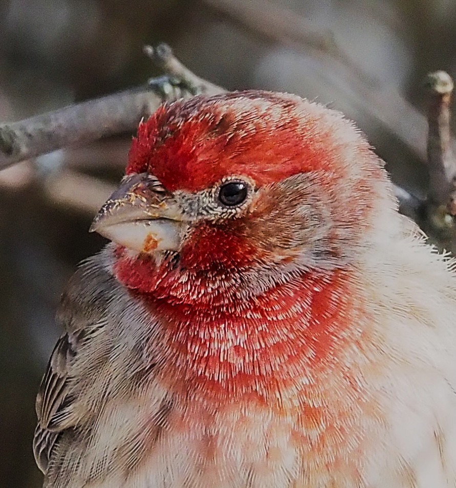 Мексиканская чечевица - ML647782872