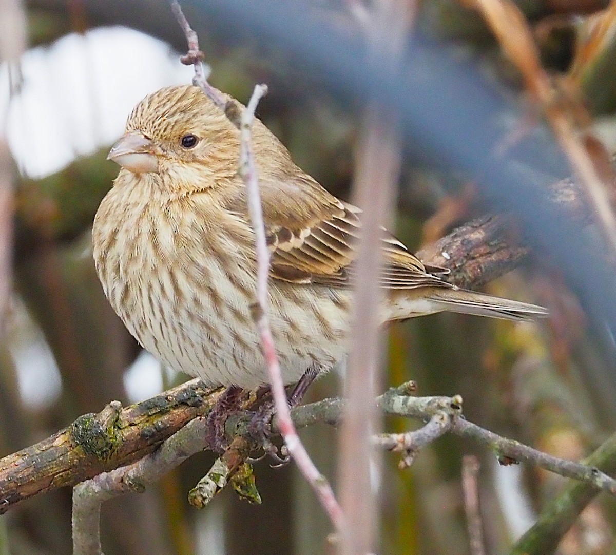 Мексиканская чечевица - ML647782873