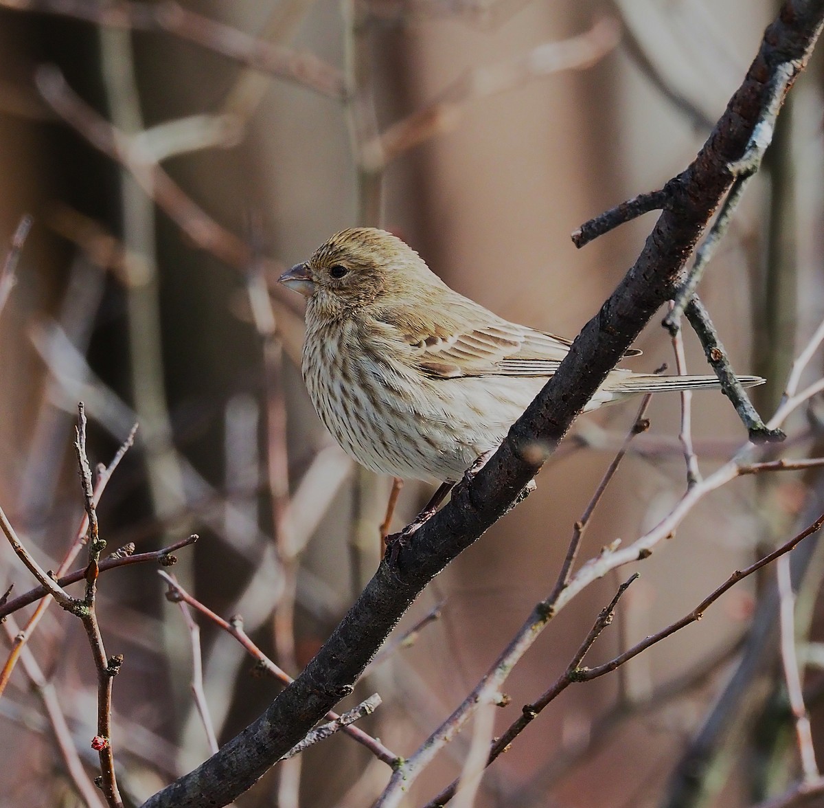 Мексиканская чечевица - ML647782874
