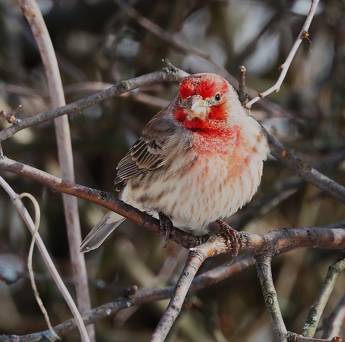 Мексиканская чечевица - ML647782875