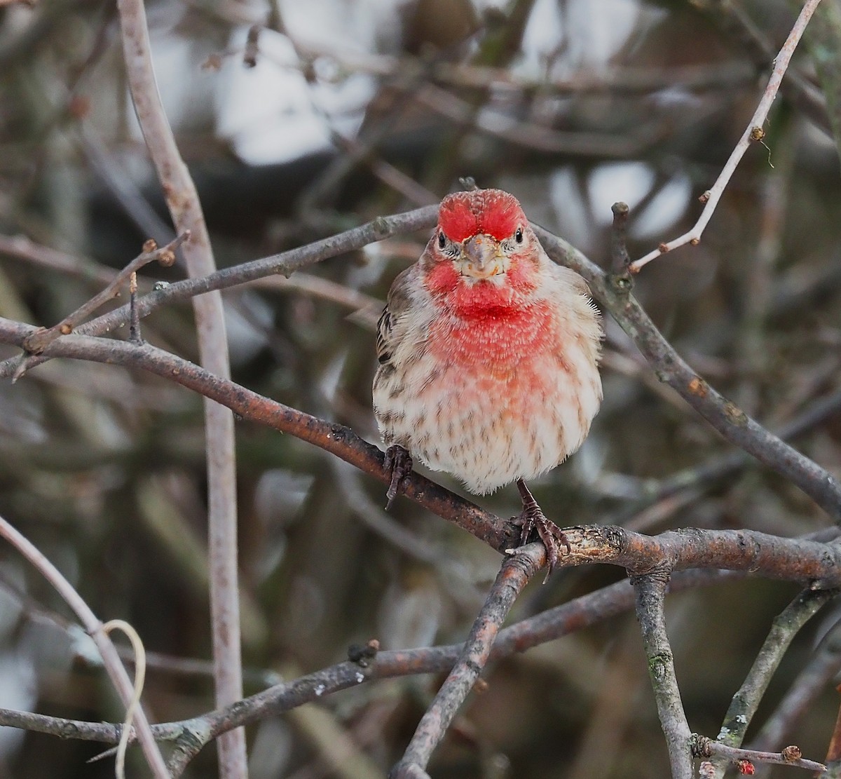 Мексиканская чечевица - ML647782876