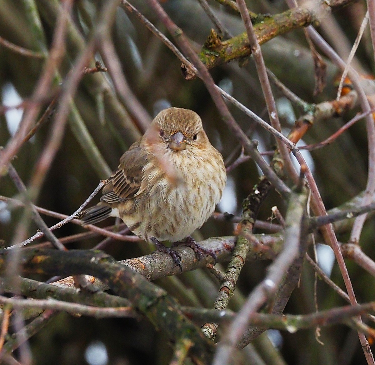 Мексиканская чечевица - ML647782877
