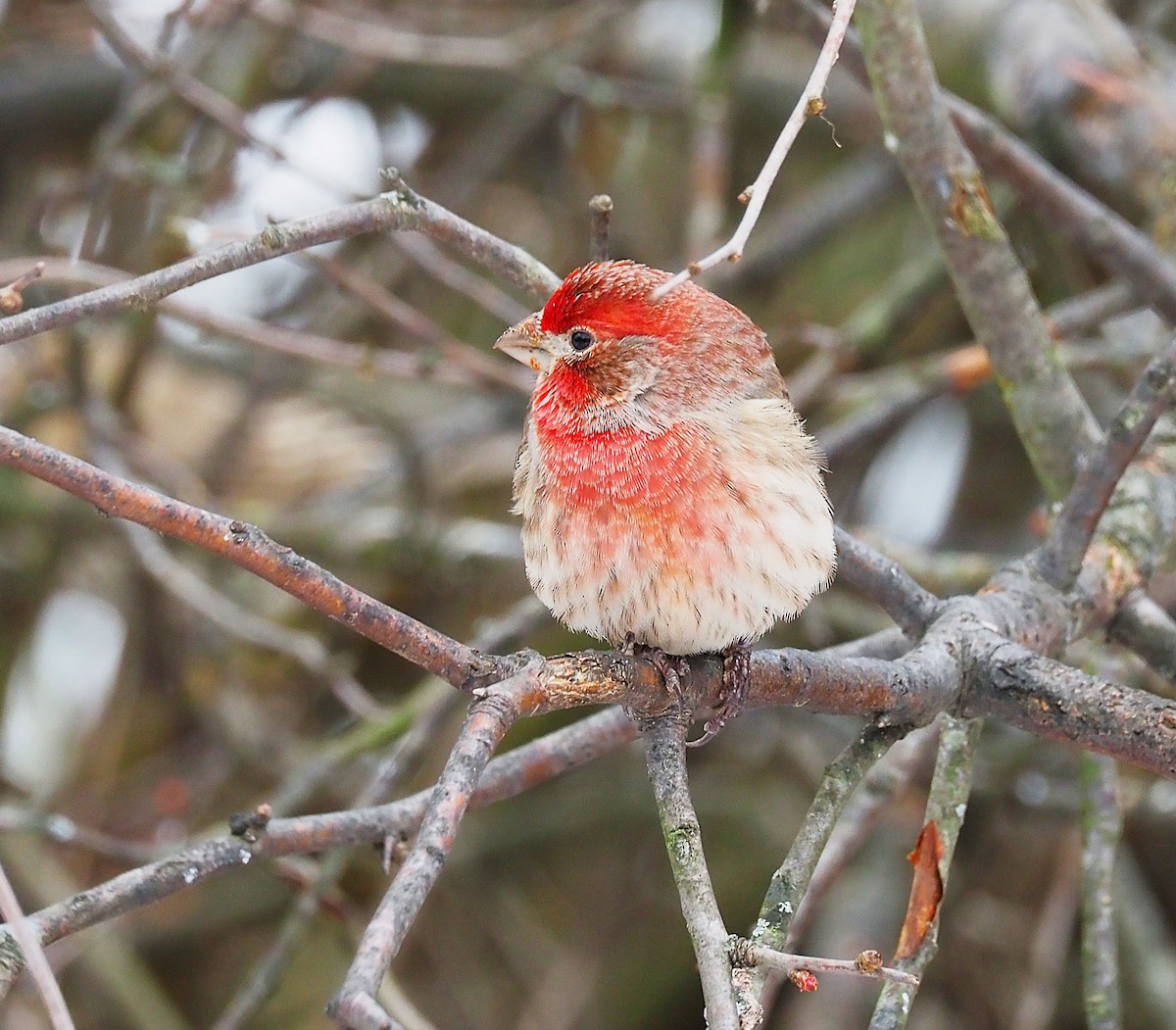 Мексиканская чечевица - ML647782878