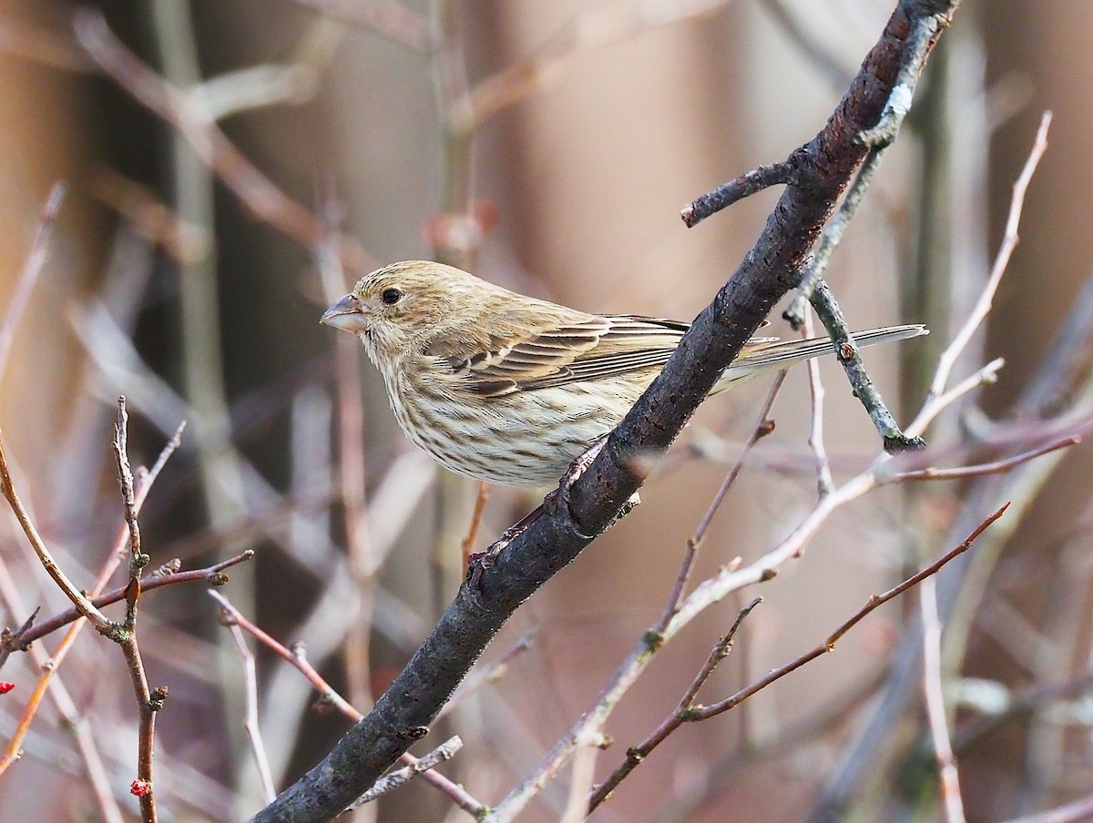 Мексиканская чечевица - ML647782879