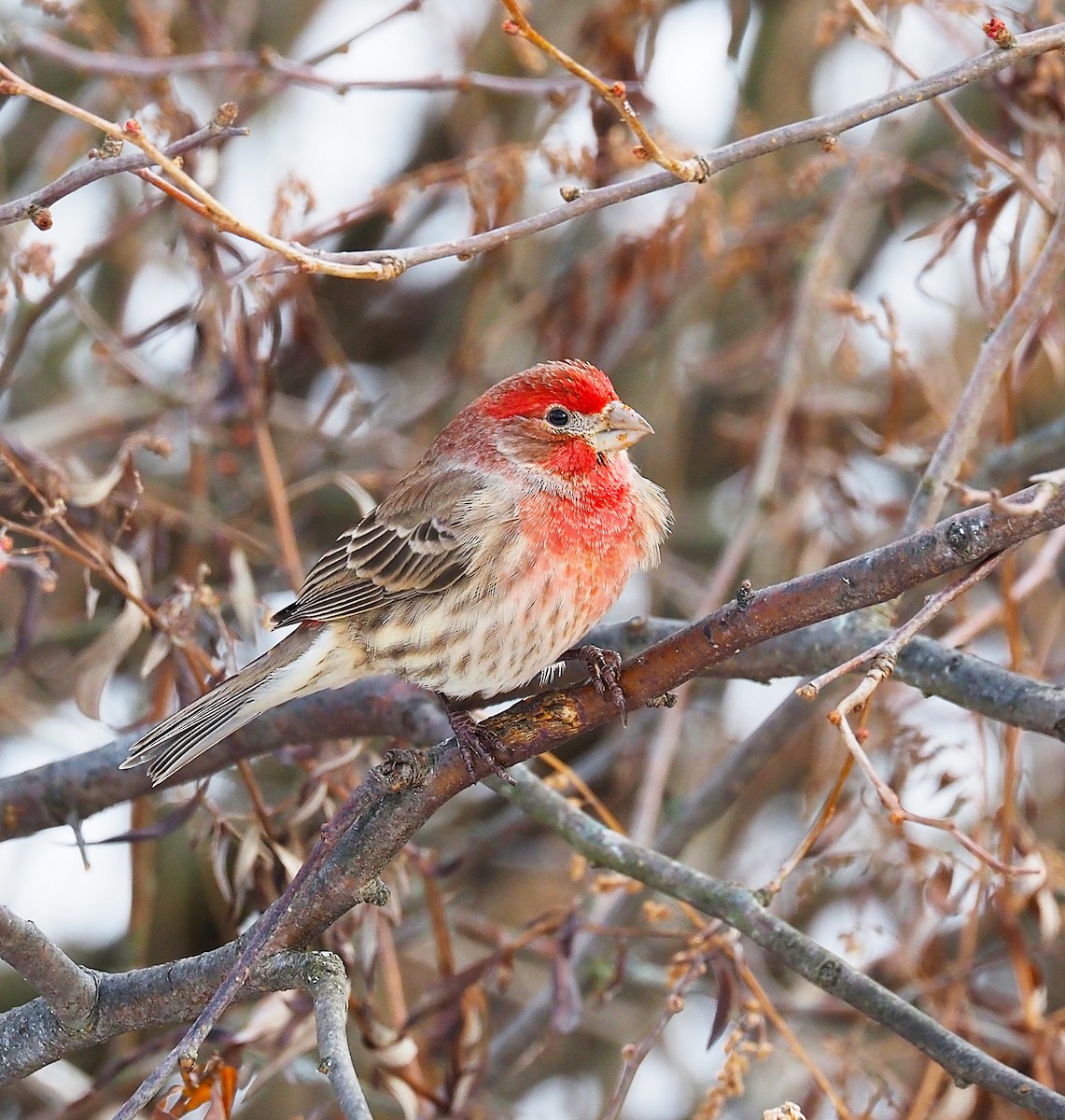 Мексиканская чечевица - ML647782880