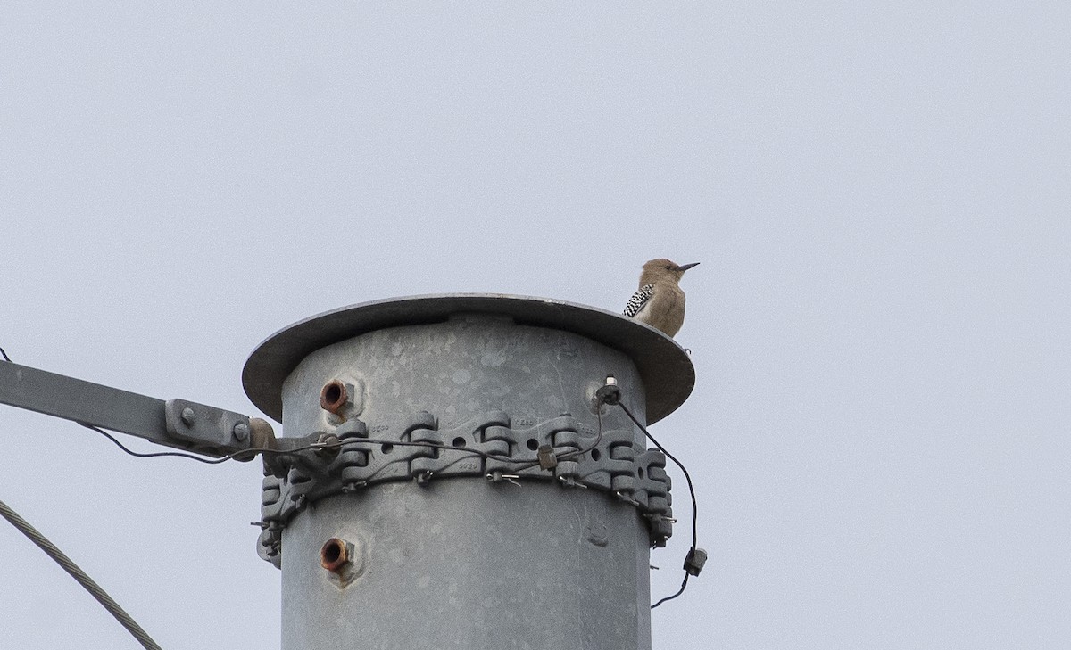 Кактусовый дятел - ML647782881