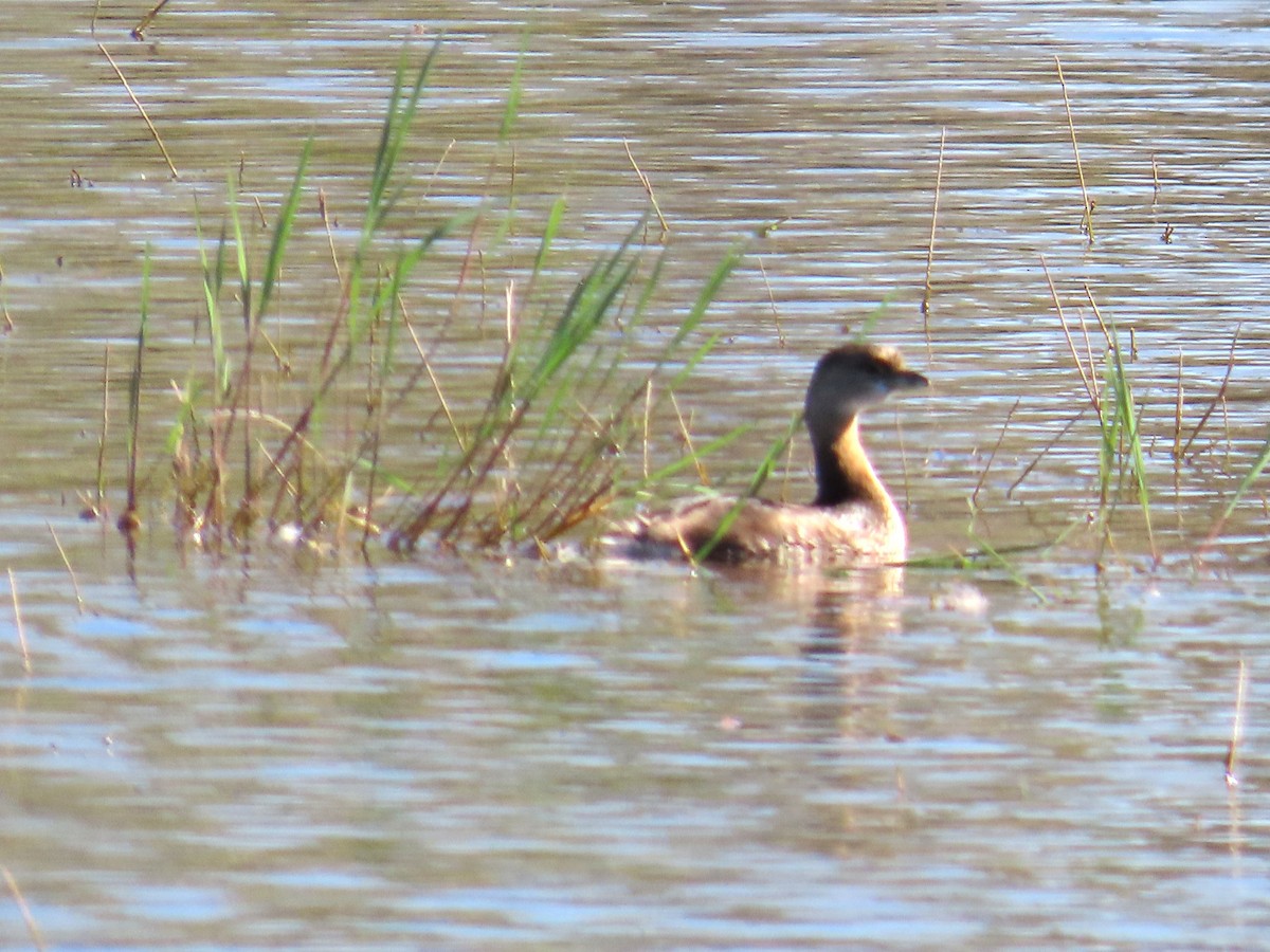 Пестроклювая поганка - ML647782882