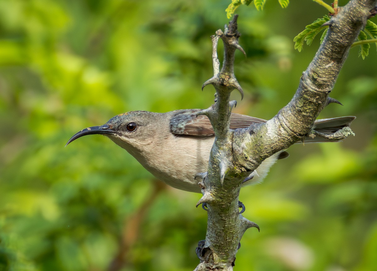 Мышиная нектарница - ML647782883