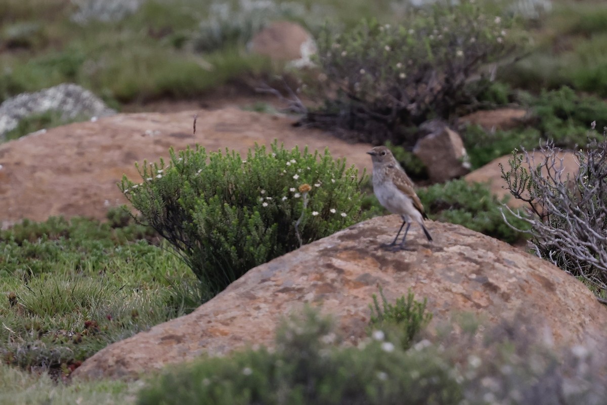 Серпокрылая трактрака - ML647782884