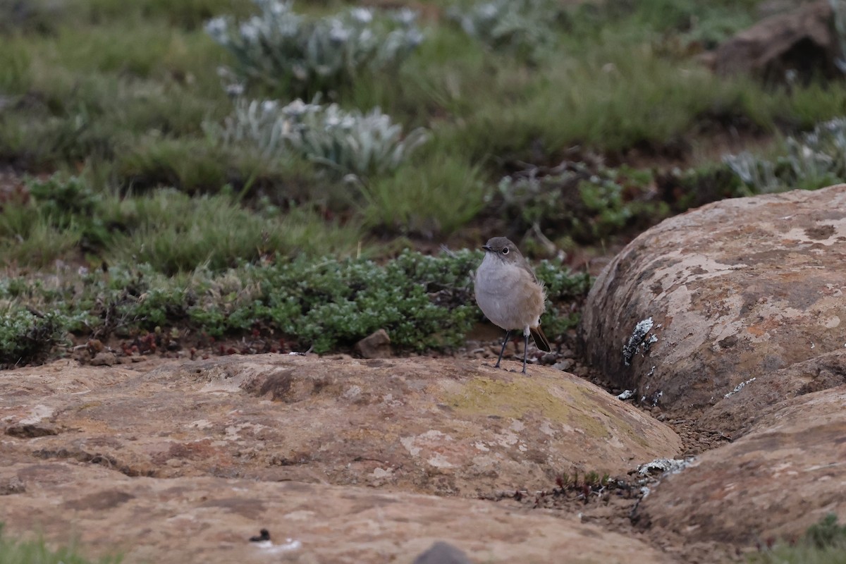 Серпокрылая трактрака - ML647782885