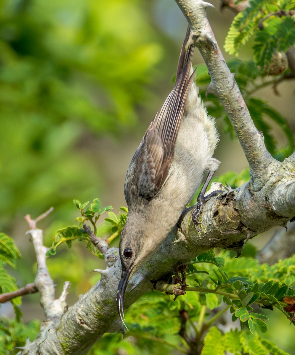 Мышиная нектарница - ML647782886