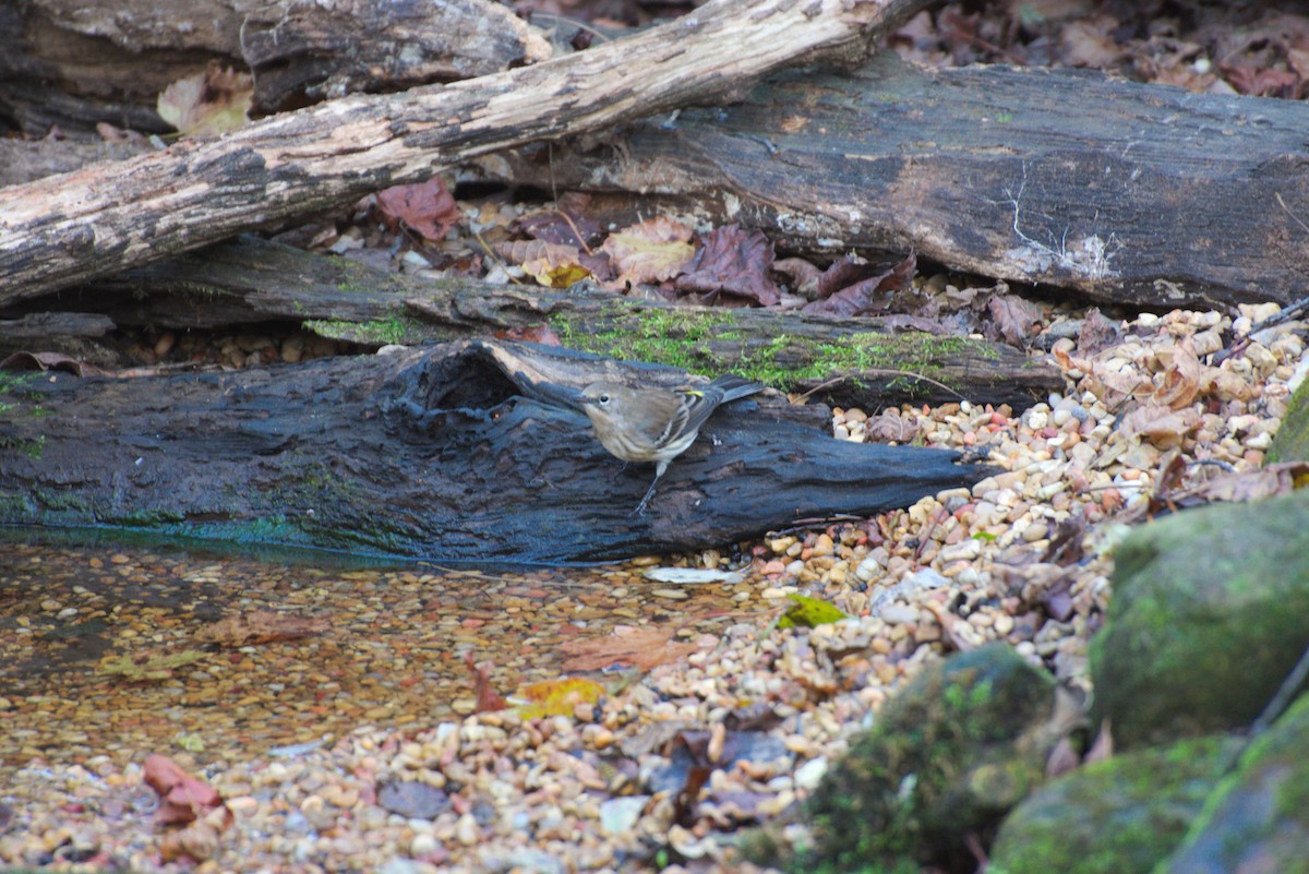 Миртовый певун - ML647782888