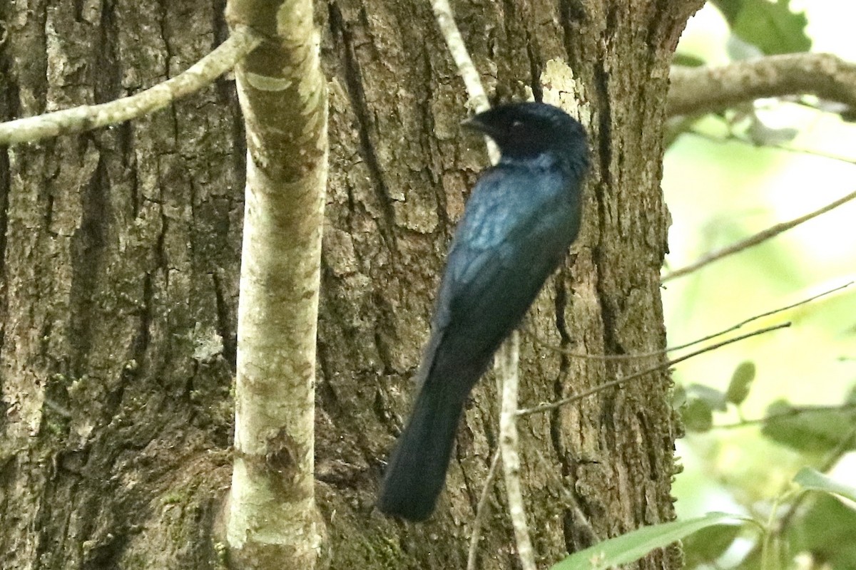 Ракетохвостый дронго - ML647782889