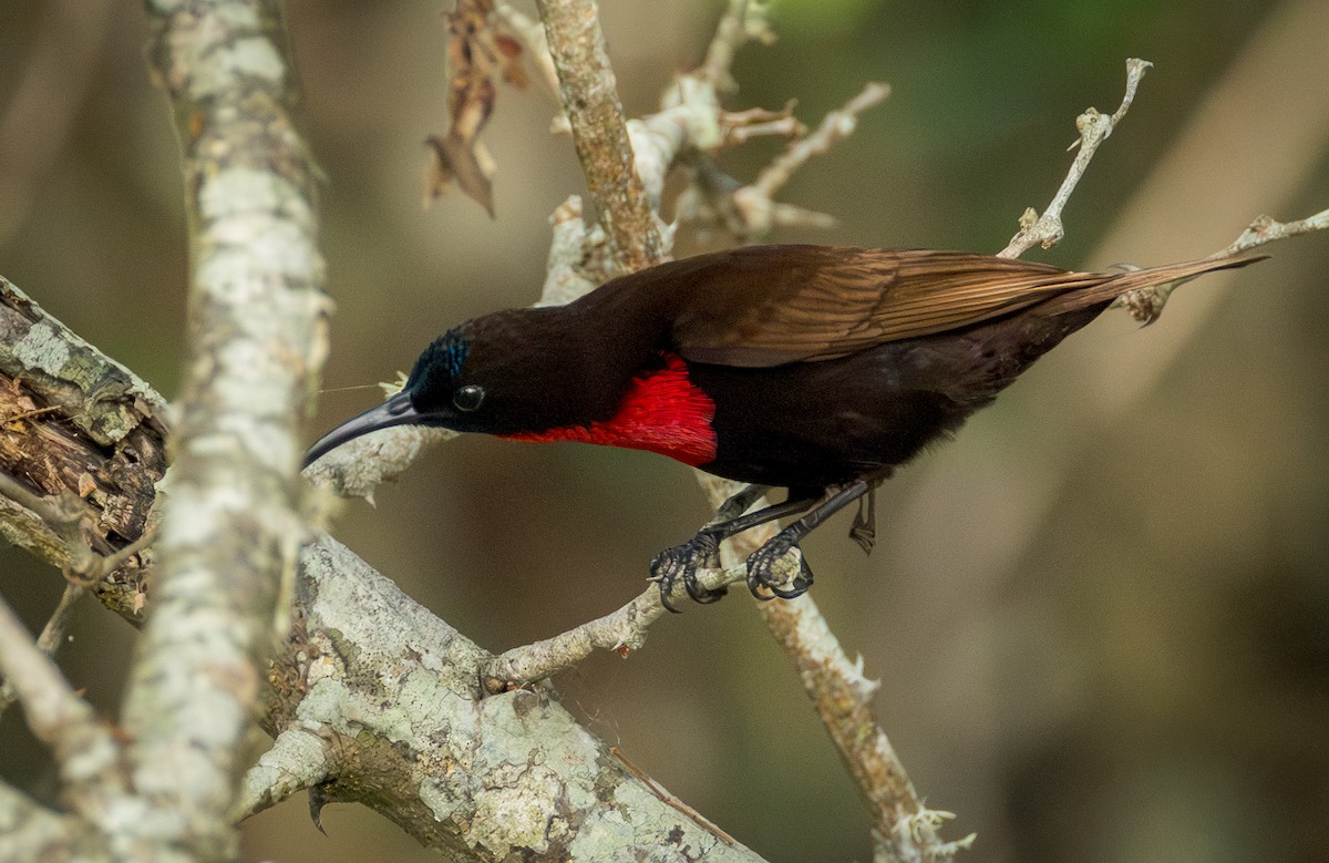 Рубиновогрудая нектарница - ML647782890