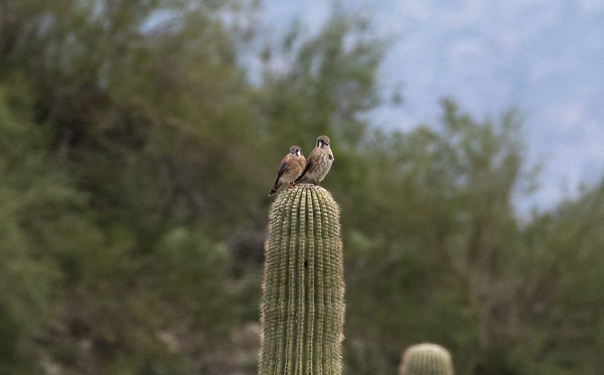 Воробьиная пустельга - ML647782891